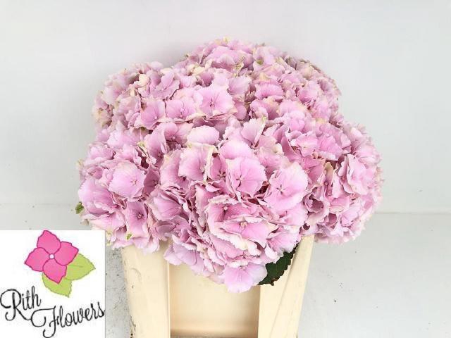 <h4>HYDR M CH VERENA</h4>