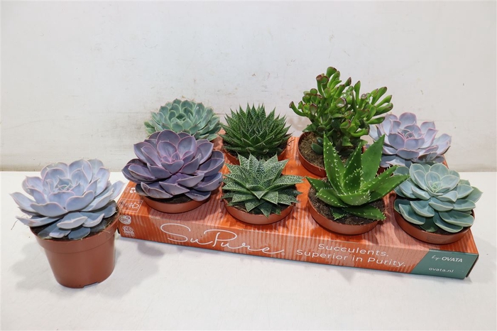 <h4>Succ Gem 8 Srt</h4>