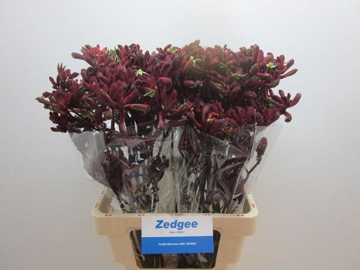 <h4>ANIGOZ EARLY SPRING</h4>