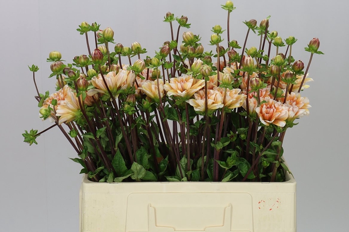 <h4>Dahlia Orange Perception</h4>