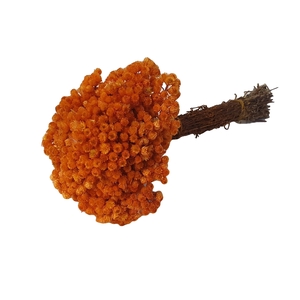 DRIED FLOWERS - IMMORTELLE ORANGE