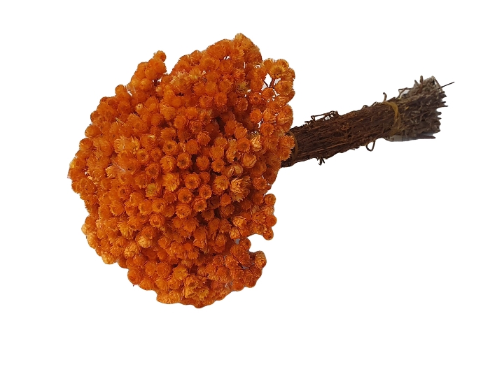 DRIED FLOWERS - IMMORTELLE ORANGE