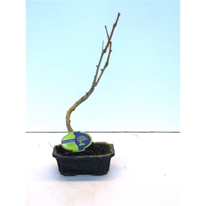 Ginkgo biloba shape with drip tray