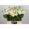 Dahlia Snow Cap