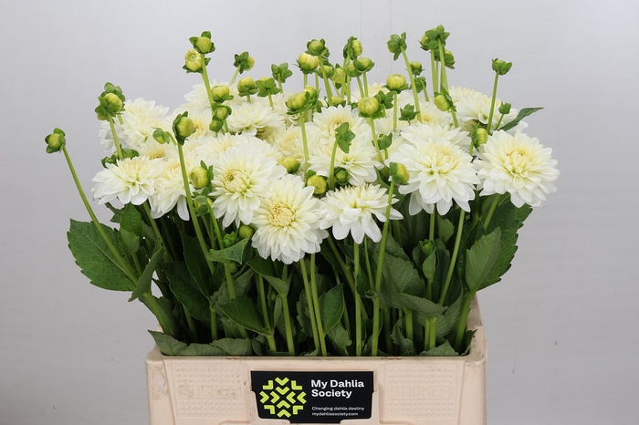 <h4>Dahlia Snow Cap</h4>