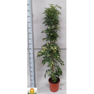 SCHEF AR GOLD CAPELL