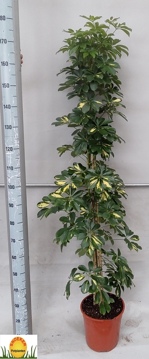 <h4>SCHEF AR GOLD CAPELL</h4>