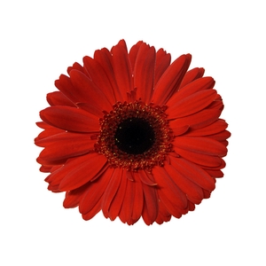 GERB FORZA >10 050 CM DIAM MIN 10 CM VERMELHO