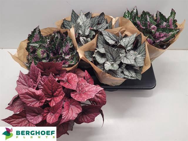 <h4>Beg Bel Gem</h4>