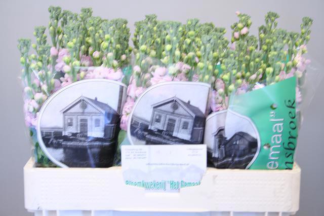 <h4>MATTH FIGARO L ROSE</h4>