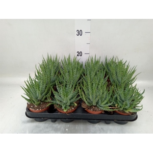 Aloe humilis