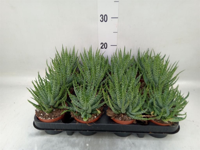 <h4>Aloe humilis</h4>