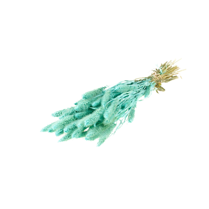 Setarea Blue Aqua