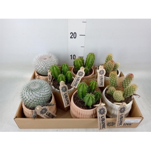 Cactus   ...mix