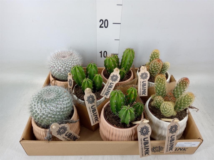 <h4>Cactus   ...mix</h4>
