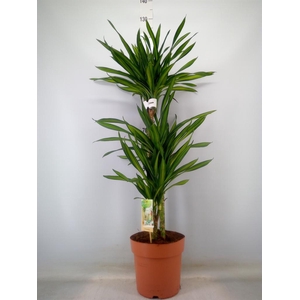 Dracaena frag. 'Riki'