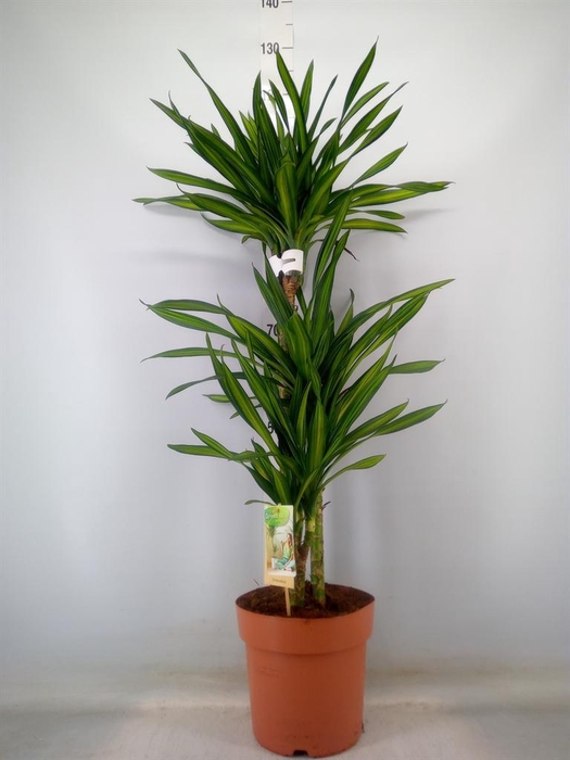 <h4>Dracaena frag. 'Riki'</h4>