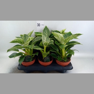 Philodendron   ...