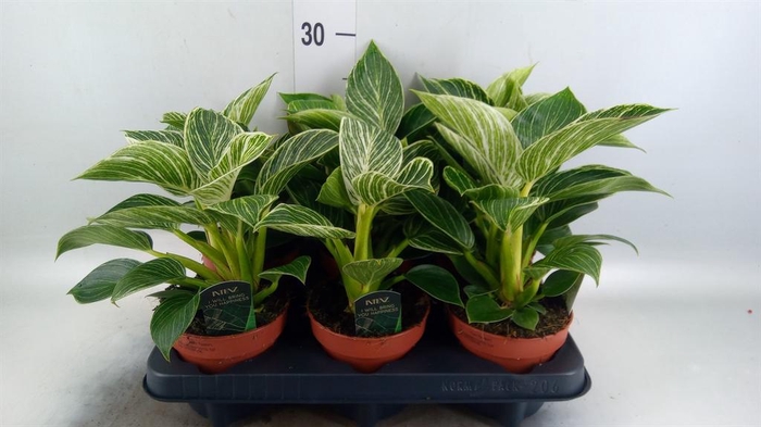 <h4>Philodendron   ...</h4>