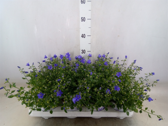<h4>Campanula  'Starina Spring Bell'</h4>