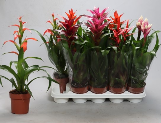 <h4>BROMELIA GEM</h4>