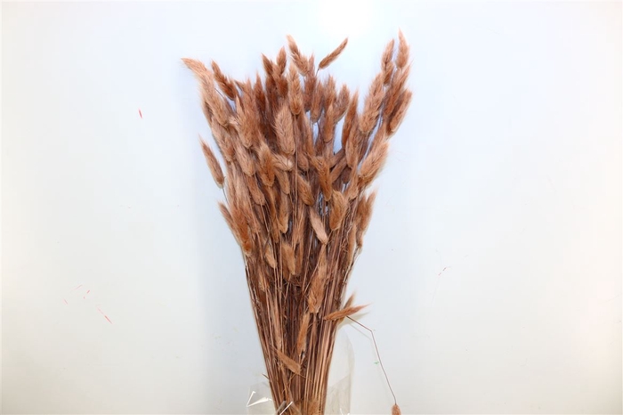 Dried Lagurus Brown Bunch