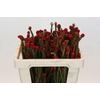 Kaaps Groen Tortum Red