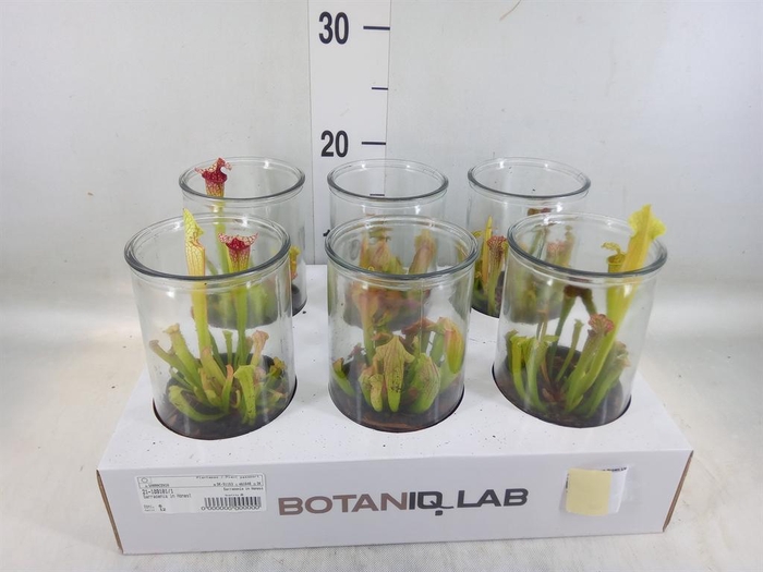 <h4>Arr. Kamerplant Groen L%</h4>