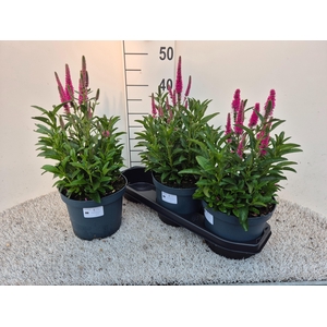 VASTE PLANTEN OV