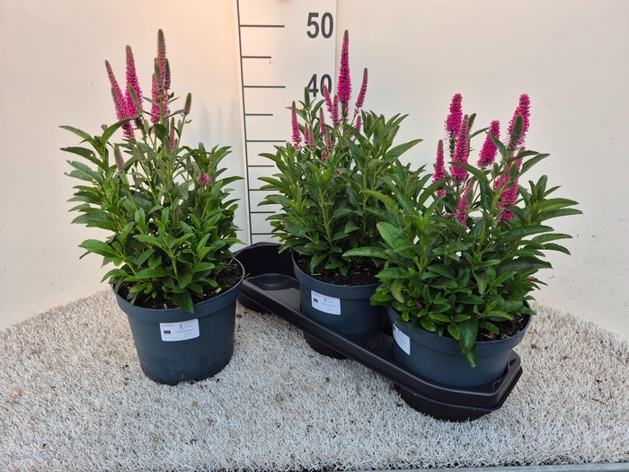 <h4>VASTE PLANTEN OV</h4>