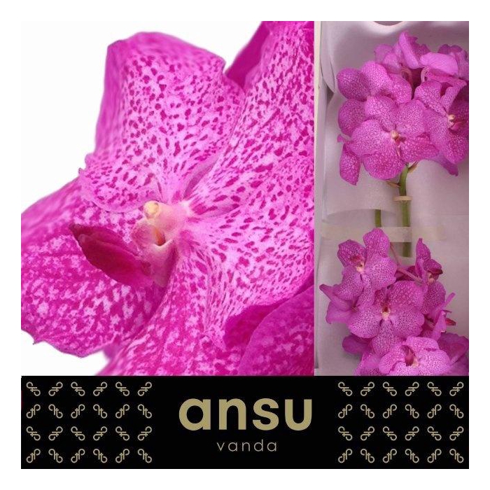 <h4>Vanda Ni Rosy</h4>