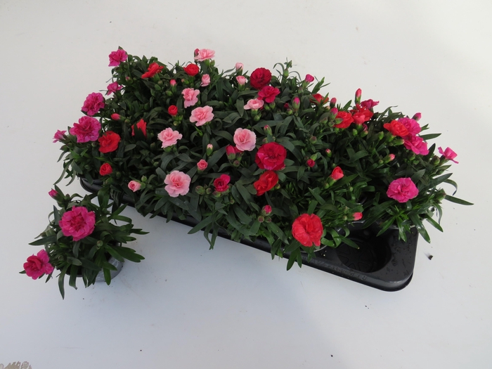 <h4>DIAN OSC GEM</h4>