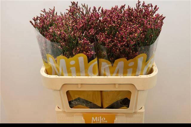 <h4>LIM SIN SCARLET DIA</h4>