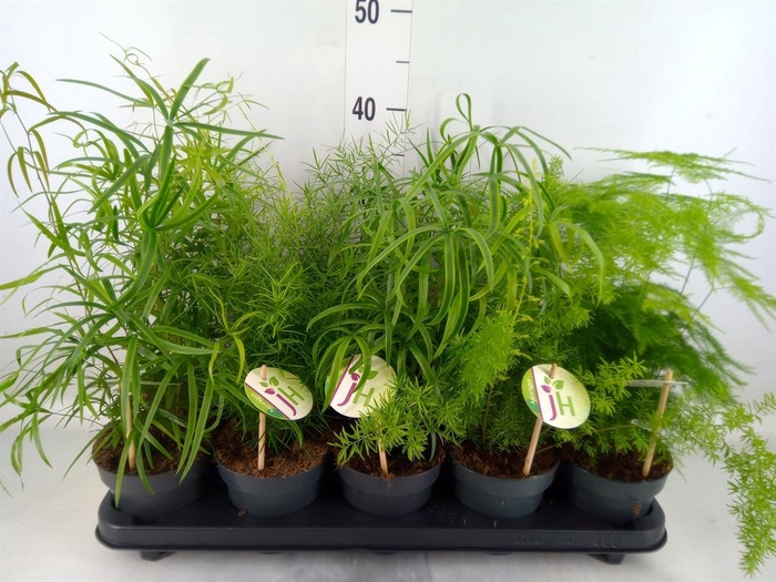 <h4>Asparagus   ...mix</h4>