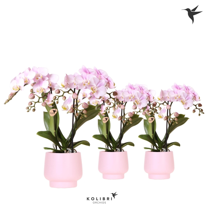 <h4>Kolibri Orchids Phalaenopsis pink 2 spike in Scandic pot pink</h4>