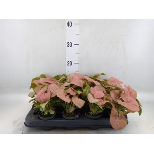 Syngonium  'Red Heart'