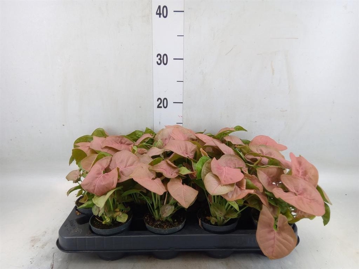 <h4>Syngonium  'Red Heart'</h4>