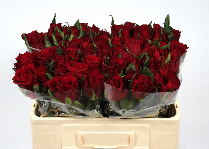 <h4>R GR EVER RED</h4>