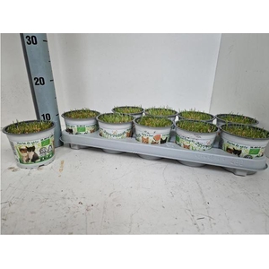 Hordeum sp. Kattegras