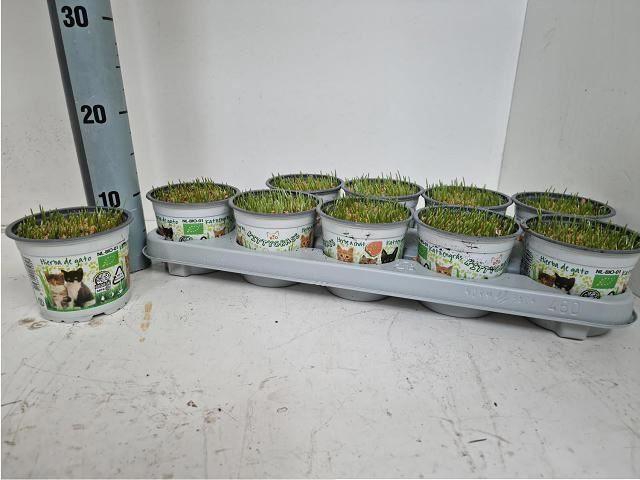 <h4>Hordeum sp. Kattegras</h4>