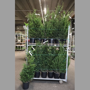 Taxus Baccata