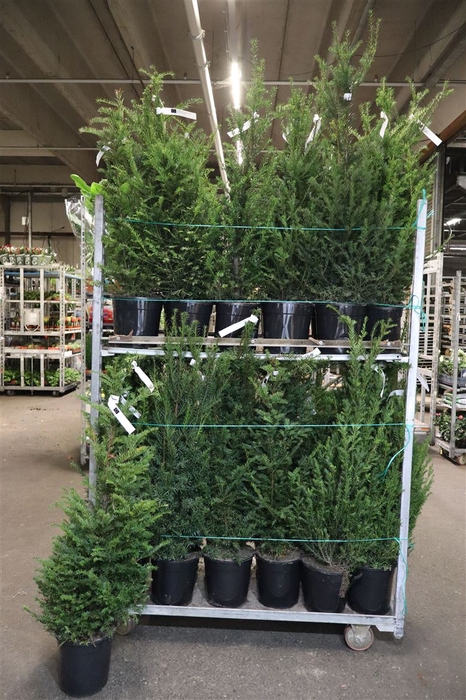 <h4>Taxus Baccata</h4>