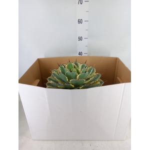 Agave   ...