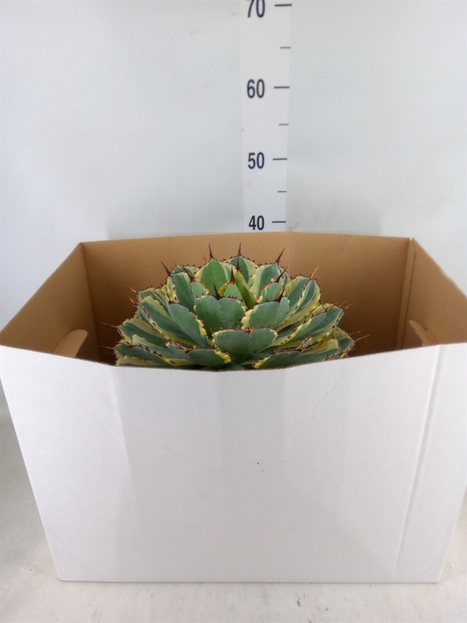 <h4>Agave   ...</h4>
