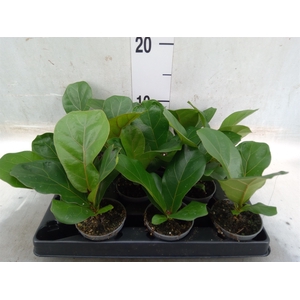 Ficus lyrata