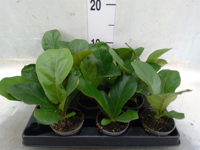 <h4>Ficus lyrata</h4>
