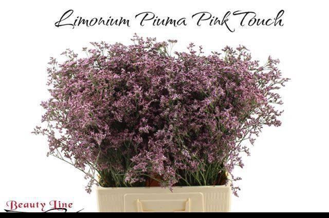 <h4>LIM PIUMA PINK TOUCH</h4>