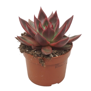 Echeveria antaris 10,5 cm
