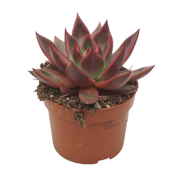 <h4>Echeveria antaris 10,5 cm</h4>