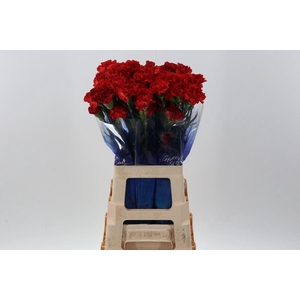 Dianthus ST 'Alhambra'